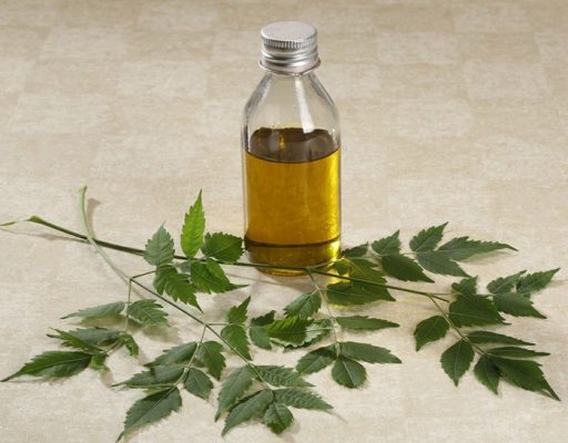 Neem oil triết xuất từ cây neem