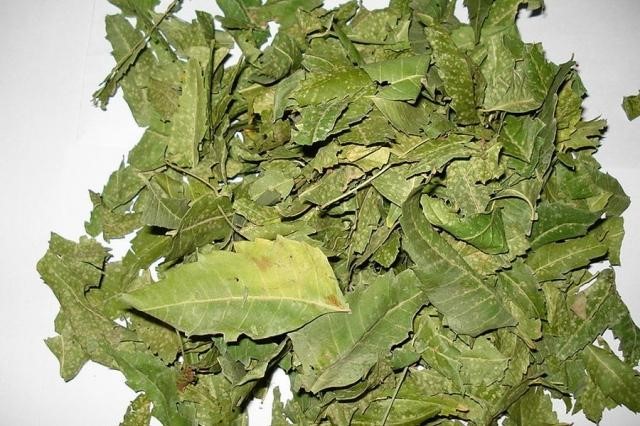 Lá neem phơi khô có nhiều công dụng cho cơ thể