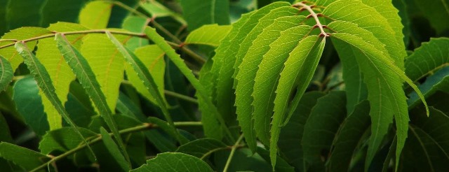 tác dụng của lá neem có thể bạn chưa biết